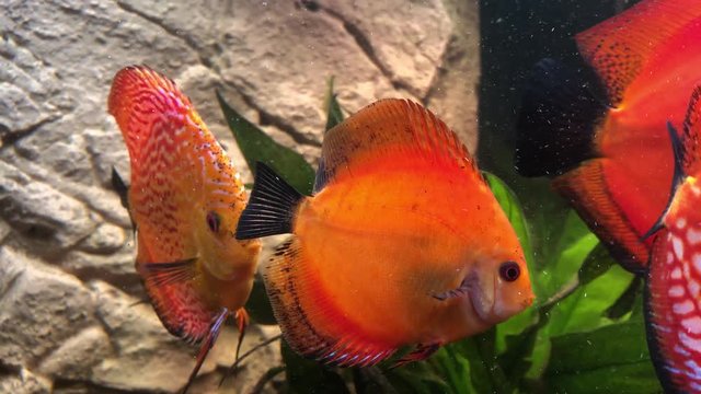 Ein tropischer Buntbarsch aus dem Amazonasbecken. Diskus Fisch 