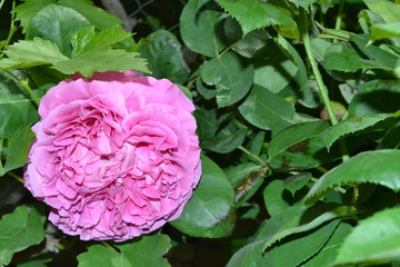 Obraz premium village life and landscape flower pictures high quality rose pictures