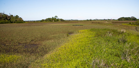 Florida Landscape # 1