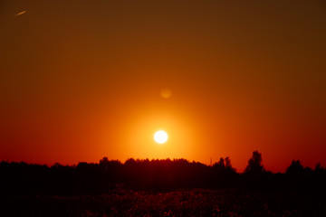 Summer sunset in the field. Evening field. Field with grass and wildflowers. Ray of sunshine