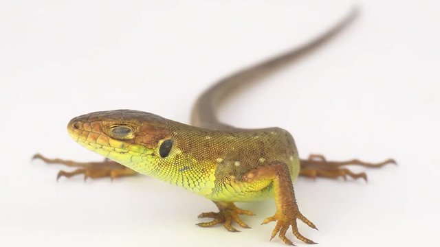 Brown lizard on white background