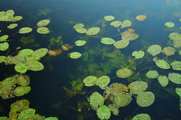 green leaves of water lilies in the pond. pond with leaves on the water surface. live plants in the water. aquatic plant. underwater plants.