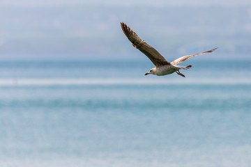 Fototapeta na wymiar Seagull flying over blue water background