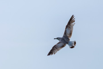 Seagull flying over blue water background