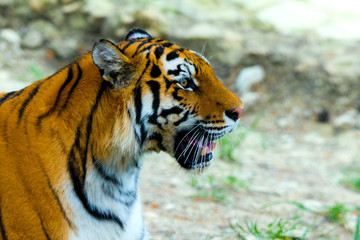 Siberian tiger, Panthera tigris altaica, also known as the Amur tiger