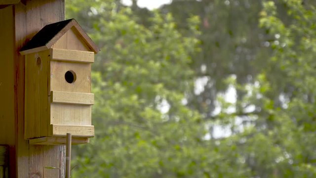 Tit Birds Feeding Chicks In The Nesting House