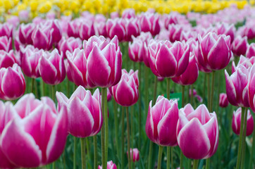 Pink with white tulips in the spring garden