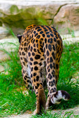 Hunting leopard in wild nature