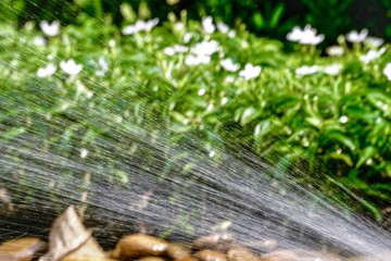 Water from the sprinkler in the garden.