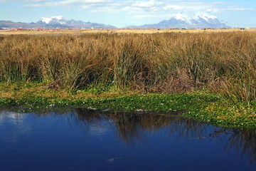 altiplano, laguna, Kallutaka, La Paz, Bolivia