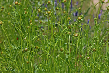 길거리 노란꽃망울