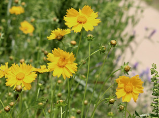 길거리에 노란꽃