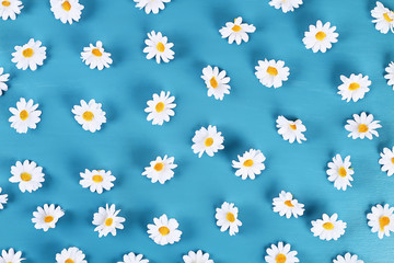Daisies on a blue background. Top view. Summer background