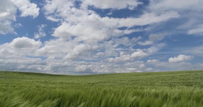 Green wheat field against blue sky background
