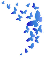 Fototapeta premium beautiful blue butterflies, isolated on a white