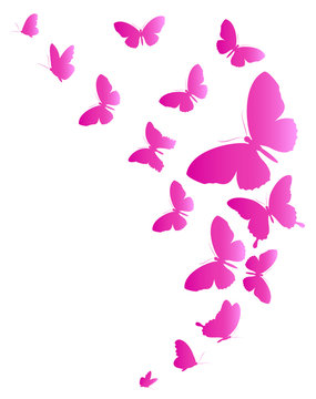 beautiful pink butterflies, isolated  on a white