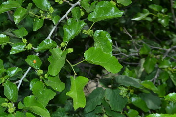 village life pictures and landscapes foliage high quality pictures