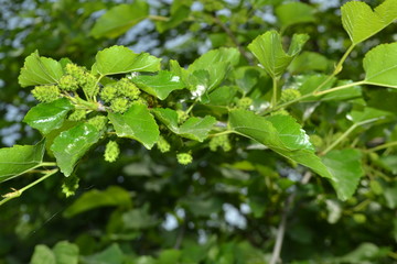 Obraz premium village life pictures and landscapes foliage high quality pictures