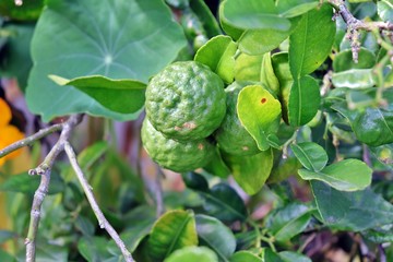 Herb plant, Bergamot, Kaffir Lime. It is a pharmaceutical ingredient with lot of medicinal usage.