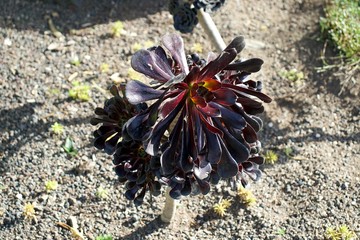 Aeonium plant in garden,Zwartkop, Black rose,Aeonium arboreum, the tree aeonium, tree houseleek, or Irish rose