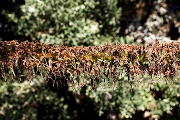 Dry Lithuanian long flower,Agave dasylirioides,Asparagaceae