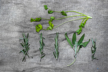Bundles of fresh herbs spices, on gray linen background.