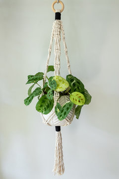 A 100 percent cotton macrame plant hanger that is hand made displayed on a white wall. It is holding a prayer plant inside of a white ceramic pot.