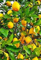 Naklejki  gałązki z owocami cytryny