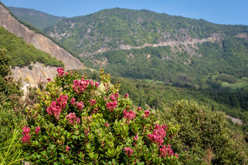 A Close up of red flower on mountain. Beautiful landscape of mount Papandayan. Papandayan Mountain is one of the favorite place to hike on Garut.
