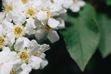 White flowers of bird cherry. Macro close-up. Copy space. Green foliage in the background.