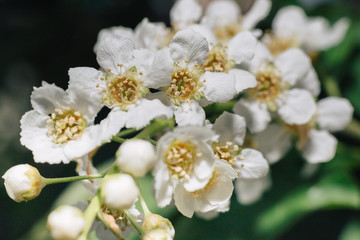 Obraz na płótnie Canvas White flowers of bird cherry. Macro close-up. Copy space. Green foliage in the background.