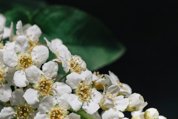 White flowers of bird cherry. Macro close-up. Copy space. Green foliage in the background.