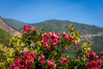 A Close up of red flower on mountain. Beautiful landscape of mount Papandayan. Papandayan Mountain is one of the favorite place to hike on Garut.