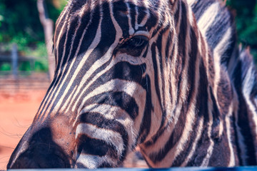 Portrait of a Zebra. Nature and Zoo animals concept