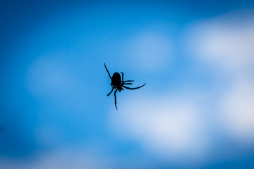 A close up silhouette of a spider with blue background.