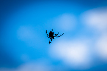 A close up silhouette of a spider with blue background.