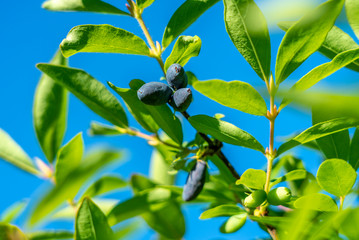Ripe berries of edible honeysuckle (Lonicera) on a branch on a background of delicate green leaves and blue sky
