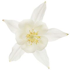 Fototapeta na wymiar White flower of aquilegia, blossom of catchment closeup, isolated on white background
