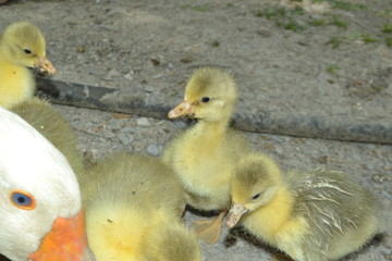 village life and landscape animal pictures high quality goose cubs pictures