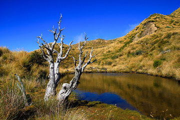 A beautiful lake with reflection of Mount Hikurangi, yellow grass and leafless tree in summer day - New Zealand, North Island, East Coast.