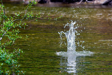 Water splash in nature lake