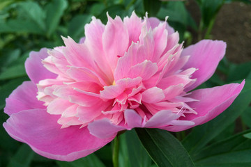 Pink Blooming Peony