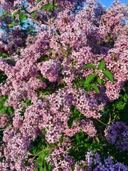 Lilac tree in Moscow parks - 269299619
