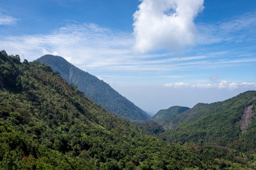 A thick forest on mount Papandayan with clear blue sky. Papandayan Mountain is one of the favorite place to hike on Garut.. Papandayan Mountain is one of the favorite place to hike on Garut.