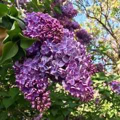 Lilac tree in Moscow parks - 269299691