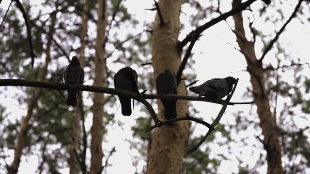 Pigeons sit on a tree branch in the forest