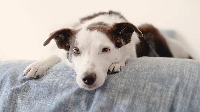 Brown and white Border Collie dog jumping onto a bed then looking at the camera