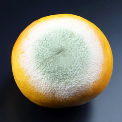 rotting grapefruit on a dark background
