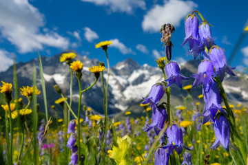 CLOSE UP: Blue and yellow flowers in full bloom under the snowy mountain range.