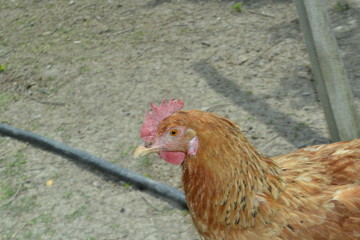 chickens under the dwarfs